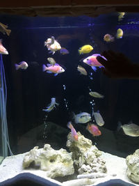 Large fish for sale - Leicester