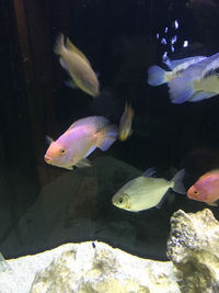 Large fish for sale - Leicester