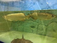 Pair of Adult Crossback Arowana