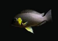 Tropheus canary check