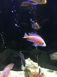 Large Fish For Sale - Leicester