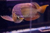 AAA Grade Super Red Arowana