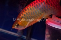 AAA Grade Super Red Arowana