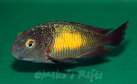 Mikes Rifts - Malawi and Tanganyikan cichlid importer and retailer