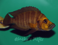 Mikes Rifts - Malawi and Tanganyikan cichlid importer and retailer