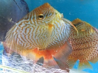 Young discus for sale