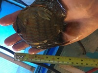 Young discus for sale