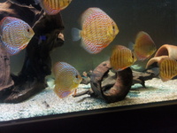 Young discus.