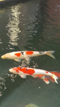 9 Koi, 3 Large sturgeon, Pond Clearance. Big Massive well looked after