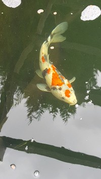 9 Koi, 3 Large sturgeon, Pond Clearance. Big Massive well looked after