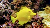 Live rock, Marine fish, in matured 1000L aquarium with all inclusive for sale .