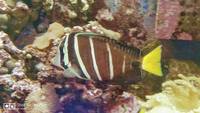 Live rock, Marine fish, in matured 1000L aquarium with all inclusive for sale .