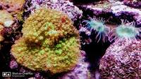 Live rock, Marine fish, in matured 1000L aquarium with all inclusive for sale .