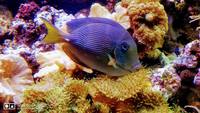 Marine old 7 years matured 1000L aquarium