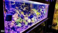 Marine old 7 years matured 1000L aquarium
