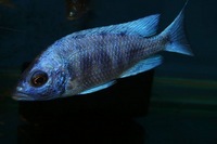 K&C RIFT VALLEY CICHLIDS NORTHWEST NEW SHIPMENT