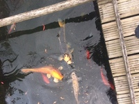 koi ,golfish ,tench