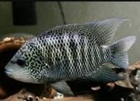 Beani cichlids wanted