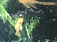 tropical community tank fish