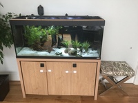 Fluval Roma 240 aquarium for sale with Fish