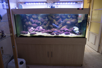 Wild and F1 malawis in Complete 600 litre Malawi set up