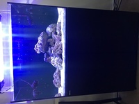 RedSea Reefer 250 Live Rock full setup £600