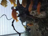 Malawi fish for sale