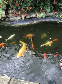 Japanese Koi Carp for sale