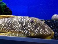 L.Number Pleco in stock @ The Aquatic Store Bristol