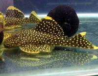 L18 Gold Nuggets 11-12cm just over 4 inches in size £25 each