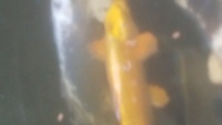 Koi for sale