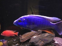 African Cichlid