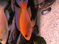 African Cichlid