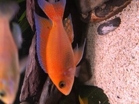 African Cichlid