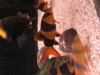 Clown loach