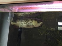 BBXB Arowana