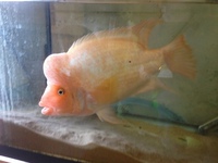 12 inches - 14 inches male midas cichlid £60 swap for jardini