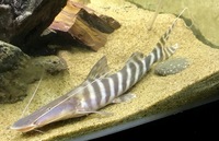 Tigrinus Catfish - Merodontotus tigrinus