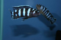 K&C RIFT VALLEY CICHLIDS NORTHWEST NEW SHIPMENT
