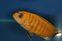 K&C RIFT VALLEY CICHLIDS NORTHWEST NEW SHIPMENT