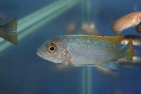 K&C RIFT VALLEY CICHLIDS NORTHWEST NEW SHIPMENT