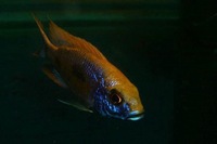 K&C RIFT VALLEY CICHLIDS NORTHWEST NEW SHIPMENT