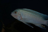 K&C RIFT VALLEY CICHLIDS NORTHWEST NEW SHIPMENT