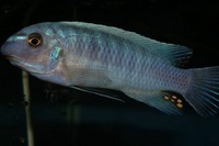 K&C RIFT VALLEY CICHLIDS NORTHWEST NEW SHIPMENT