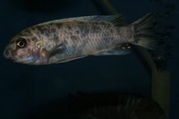 K&C RIFT VALLEY CICHLIDS NORTHWEST NEW SHIPMENT