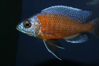 K&C RIFT VALLEY CICHLIDS NORTHWEST NEW SHIPMENT
