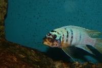K&C RIFT VALLEY CICHLIDS NORTHWEST NEW SHIPMENT