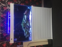  Complete full set up marine tank £650