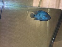 RARE + WILD CAUGHT/F0 CA Cichlids for sale (GTs, RDs, Festae, Carpintis)