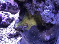 Marine Premium Fuji Live Rock & Sand
